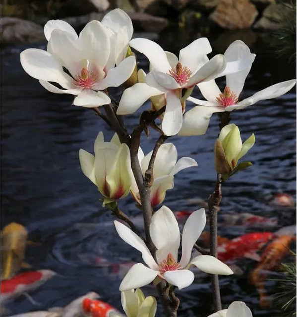 Magnolia Sunrise Zierstrauch in Pink und Weiß von Nr-01.de - Bild 1