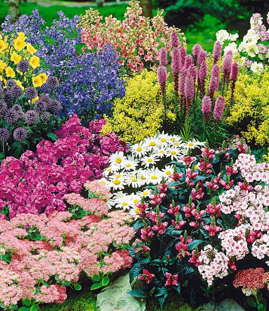 15er Staudenbeet Gartenfreude für 5-6 m² - Bild 1