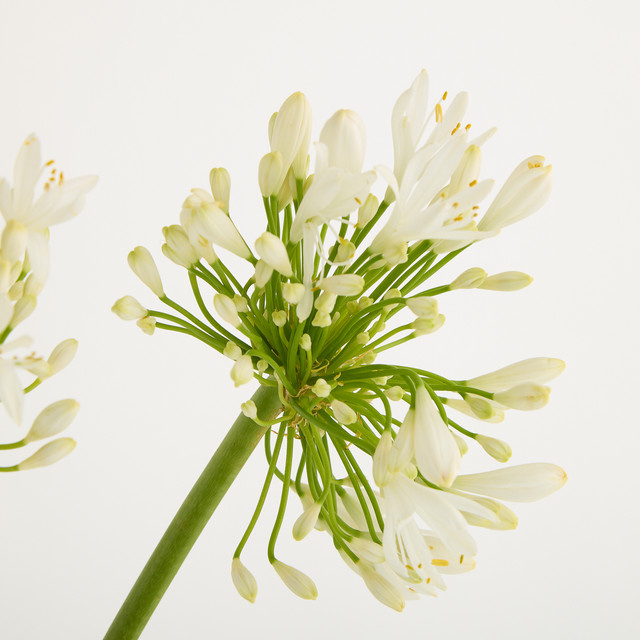 Blume2000 Agapanthus weiße Single Stem - Bild 1