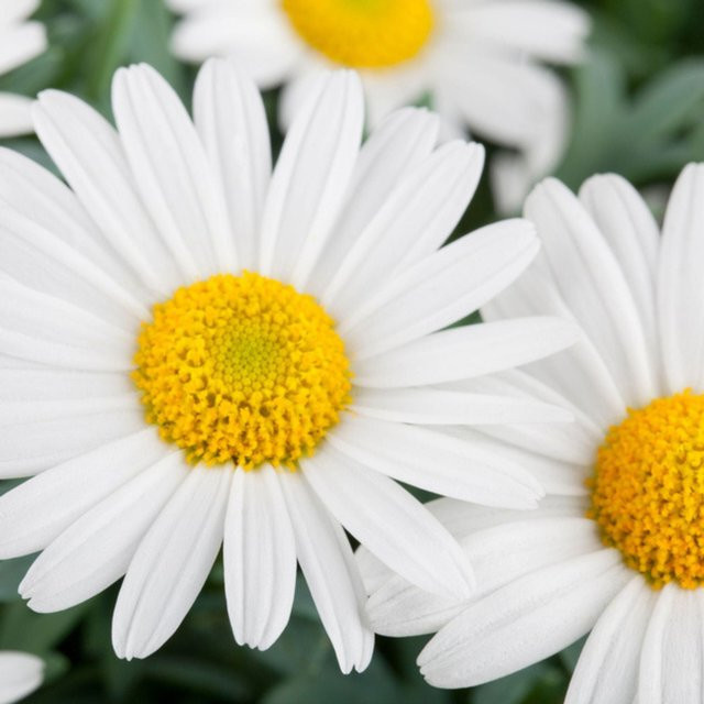 Weiße Argyranthemum Margerite als mehrjährige Topfpflanze von Mein schöner Garten Shop - Bild 1