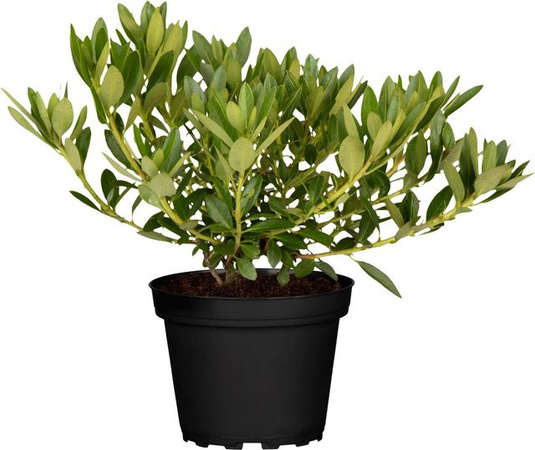 GROW by OBI Rhododendron micranthum Bloombux Rosa im Topf