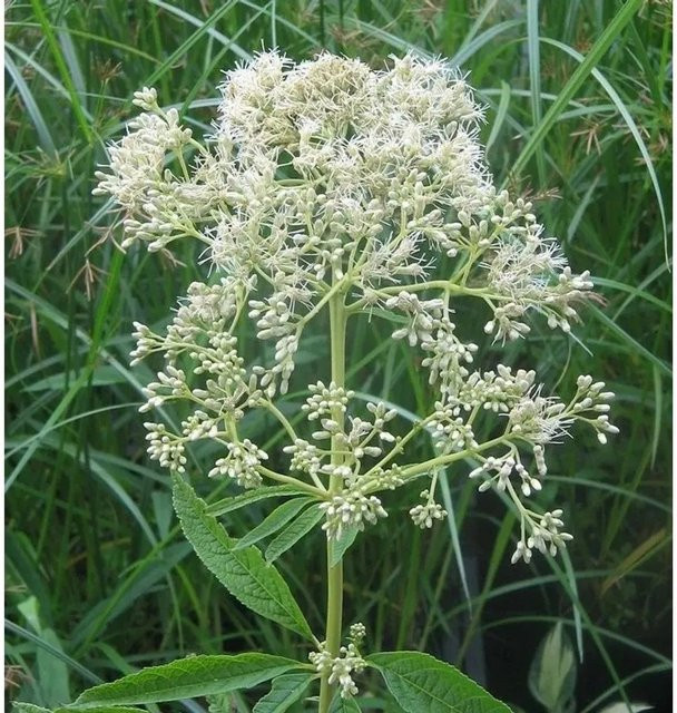 Wasserdost Bartered Bride Eupatorium fistulosum als mehrjährige Gartenpflanze im Topf - Bild 1
