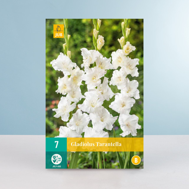 Wave-Gladiole Tarantella von BLUME2000 mit 7 Knollen - Bild 1