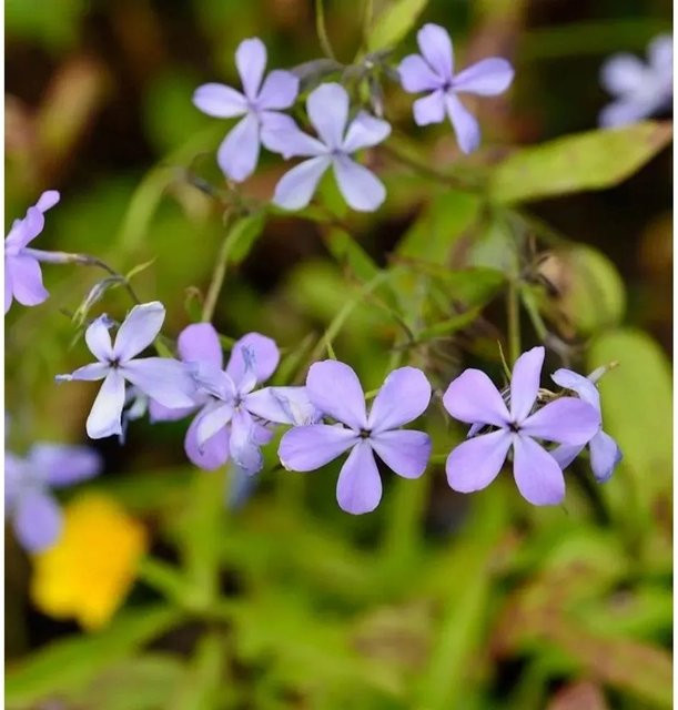 Phlox divaricata Niedrige Flammenblume Blue Moon als blauer Bodendecker von Nr-01.de - Bild 1