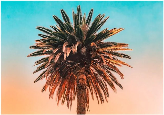 Komar Wandbild Palm Tree Multicolor B: 70 cm, H: 50 cm - Bild 1