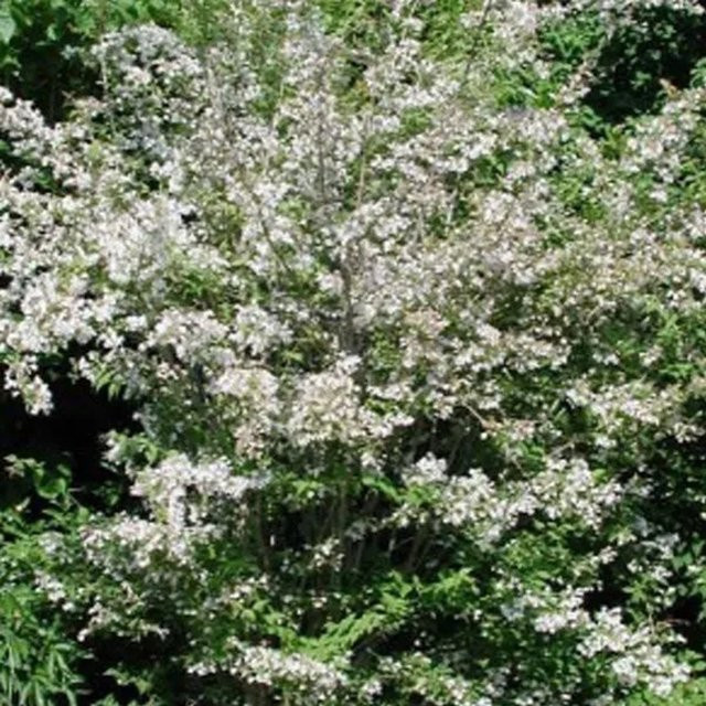 Arborix Kolkwitzie Kolkwitzia amabilis im Container mit rosa Blüten - Bild 1