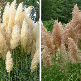 Pampasgräser Weißrosa Duett Set mit 8 mehrfarbigen Pflanzen in Weiß und Rosa - Bild 1