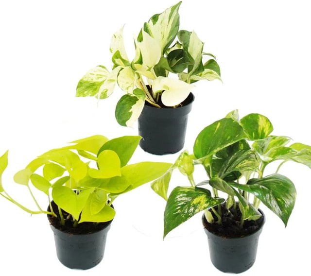 Exotenherz Zimmerpflanzen Trio Efeutute Set mit 3 verschiedenen Epipremnum Arten in Grün und Gelb - Bild 1