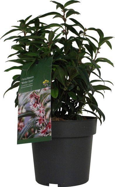 GROW by OBI Sarcococca Duft-Fleischbeere Wintergrün Zierstrauch im Topf, Höhe: 20 - 30 cm - Bild 1