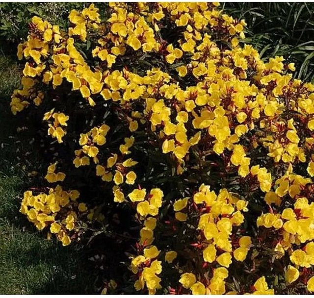 Nachtkerze Sonnenwende Oenothera fruticosa gelbe Staude für Stauden- und Blumengärten - Bild 1