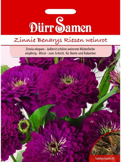 Dürr Zinnien Benarys Riesen Saatgut Weinrot Einjährig - Bild 1