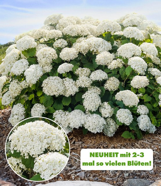 Freiland-Hortensie FlowerWOW® - Bild 1