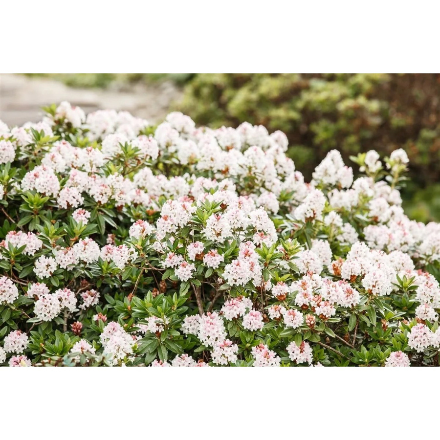 Rhododendron Micranthum Bloombux Kompakt Zierstrauch mit rosa und weißen Blüten für Balkon und Garten, Höhe: 20 cm - Bild 2