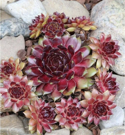 Sempervivum cultorum Dachwurz von Dr. Fritz Köhlein als pflegeleichte Gartenstaude