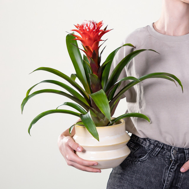 Guzmanie Hope von BLUME2000 in Rot und Mehrfarbig, Höhe: 80 cm, Breite: 40 cm - Bild 1