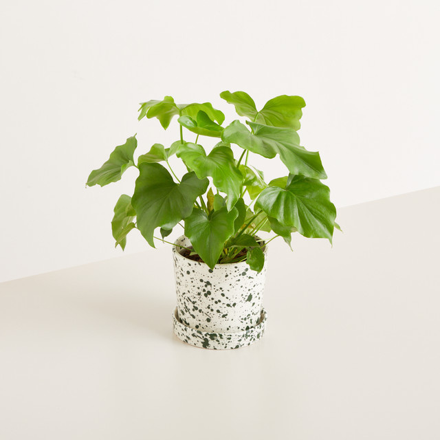 Keramik Übertopf mit Untersetzer von BLUME2000, grün gesprenkelt, modern, Höhe: 14,5 cm, Durchmesser: 14 cm - Bild 1
