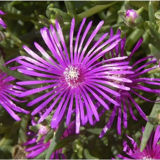 Rosa Delosperma cooperi Mittagsblümchen als pflegeleichter Bodendecker und Staude - Bild 1