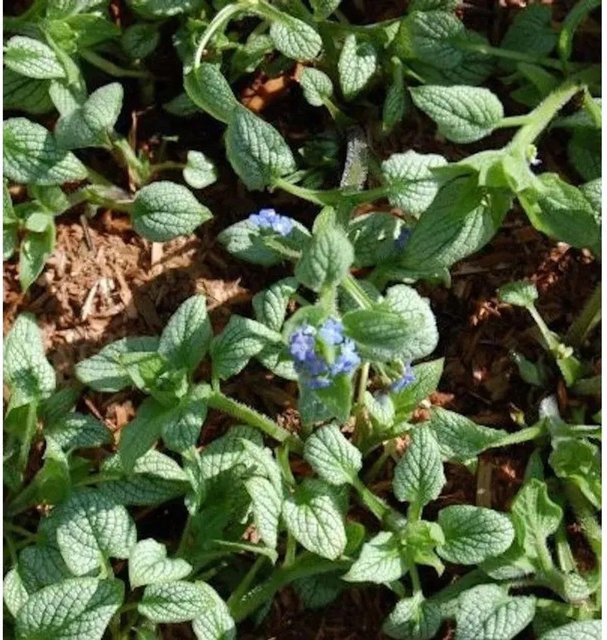 Brunnera macrophylla Kaukasus Vergissmeinnicht Silver Heart Stauden Bodendecker in Silber und Blau - Bild 1