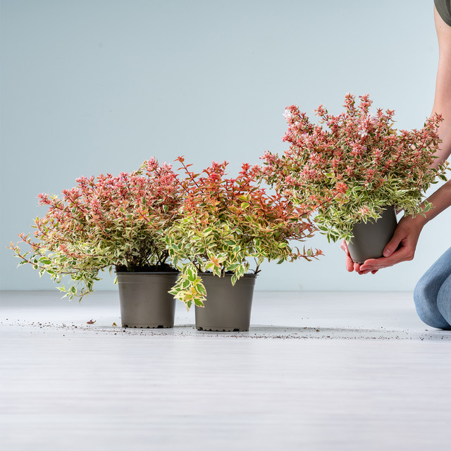 Abelia Pink Lady Ziergehölz von BLUME2000, 3 Stück - Bild 1