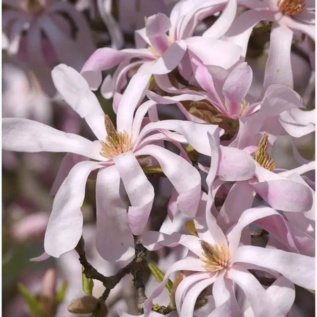Sternmagnolie Magnolia loebneri Leonard Messel als Zierstrauch für deinen Garten, Höhe: 80-100 cm - Bild 1
