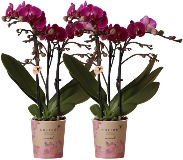 Kolibri Orchideen Combi Deal: 2 lila Phalaenopsis Orchideen Morelia in Kunststofftöpfen, Topfgröße: 9 cm - Bild 1