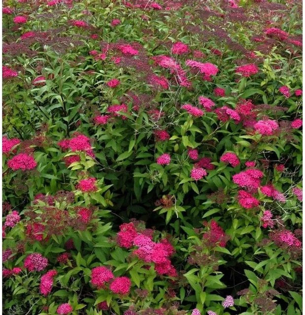 Sommerspierstrauch Double Play Doozle Spiraea japonica in Pink/Lila für deinen Garten - Bild 1
