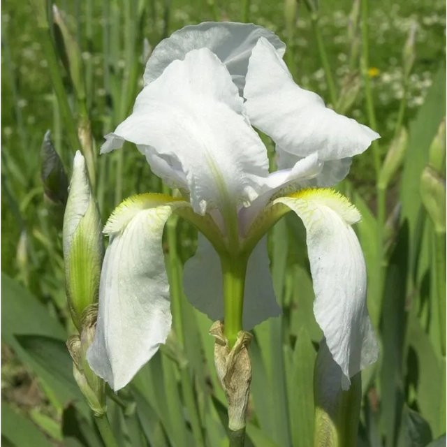 Weiße Zwerg-Schwertlilie Iris pumila von Nr-01.de - Bild 1