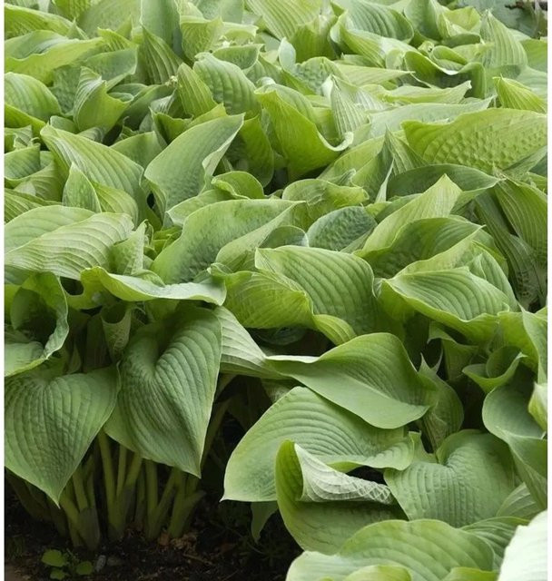 Hosta sieboldiana Blaublattfunkie als blau-grüne Staude und Bodendecker für den Außenbereich - Bild 1
