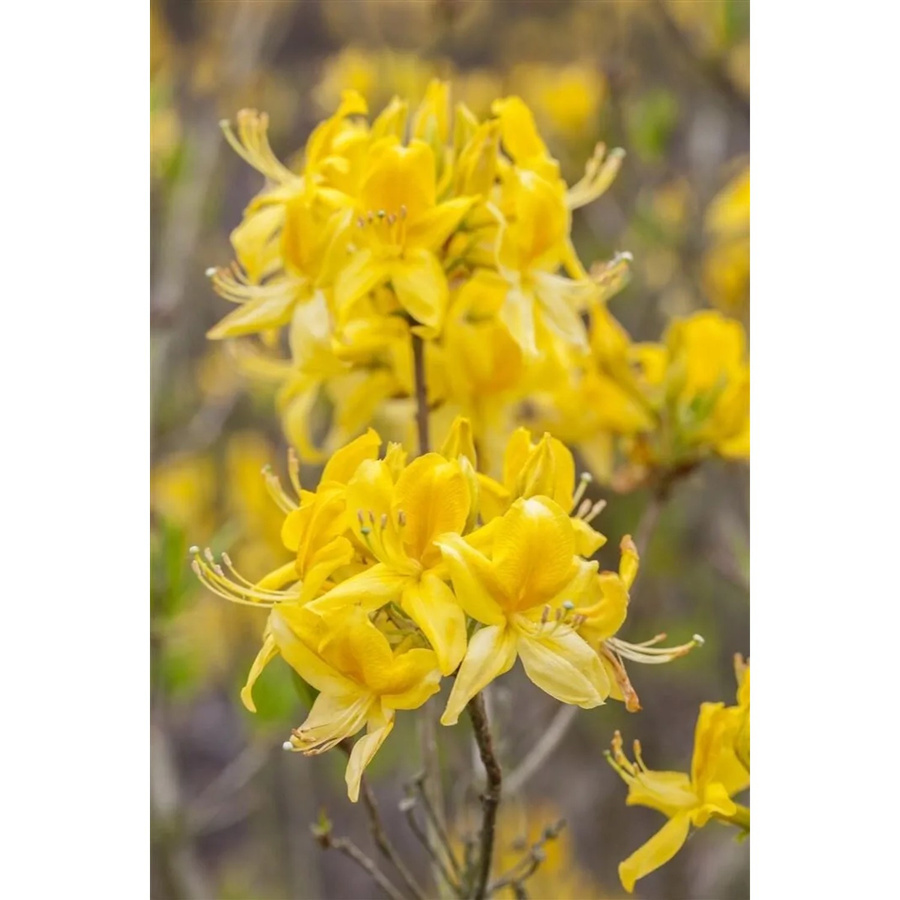 Rhododendron Luteum Golden Sunset Gelb Zierstrauch für den Garten 40–50 cm - Bild 2