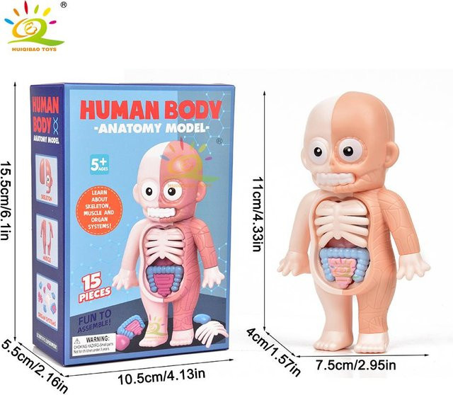 Discover Intime Menschlicher Körper Anatomie Modell, 3D Puzzle, ab 3 Jahre - Bild 1