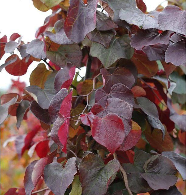 Kanadischer Judasbaum Cercis canadensis Merlot in Weinrot und Dunkelrosa, Höhe: 100-125 cm - Bild 1