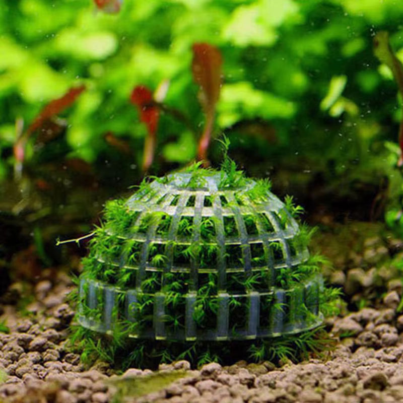 Lebende Moos-Bälle in Grün als dekorative Aquarium-Pflanzen für dein Wasser-Haustier-Aquarium - Bild 2