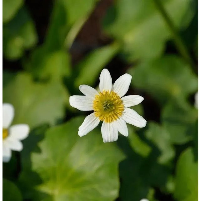 Caltha leptosepala Garten-Dotterblume als mehrjährige Pflanze für die Teichrandbepflanzung in Weiß und Gelb - Bild 1