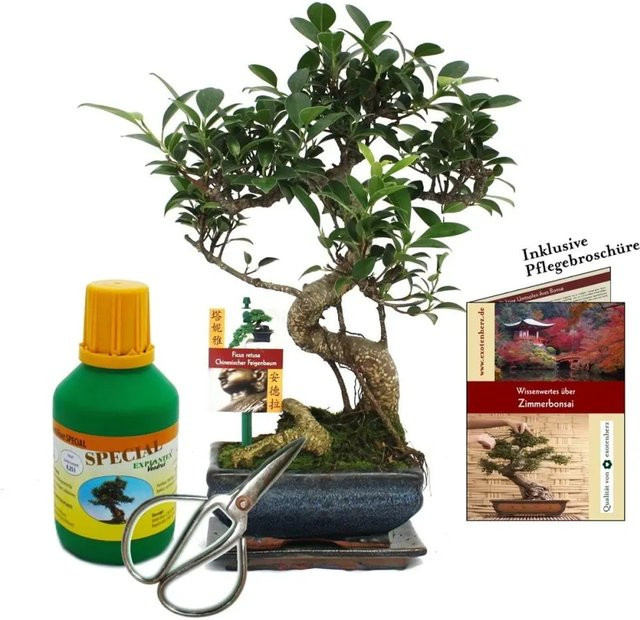 Exotenherz Bonsai Ficus Chinesischer Feigenbaum als Anfänger-Set mit Topf, Grün, ca. 6 Jahre alt - Bild 1