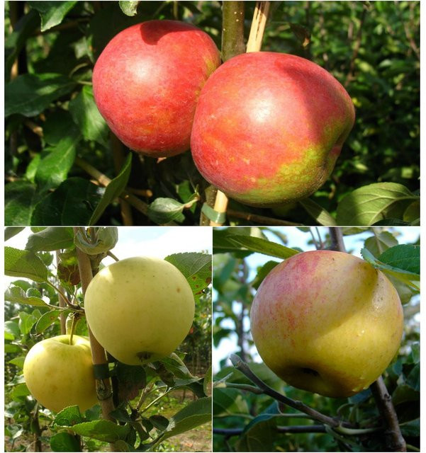 Apfelbaum-Set mit 3 alten Obstsorten, pflegeleicht und ertragreich - Bild 1