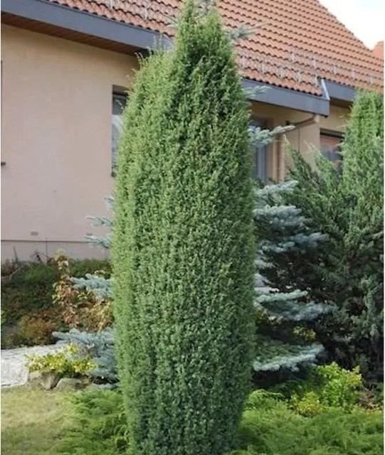 Wildwachseder Juniperus communis von Die Nr-01.de, grün-bläulicher Strauch, Höhe: 60-80 cm - Bild 1