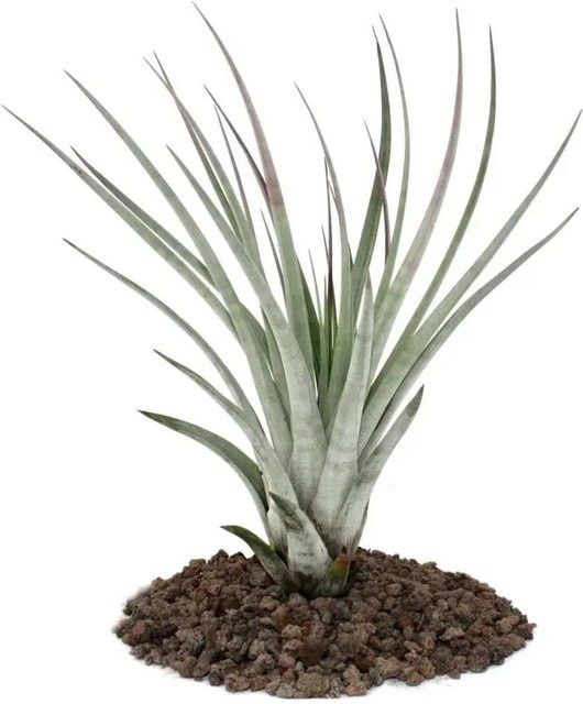 Exotenherz Tillandsia Fasciculata Lose Pflanze Groß - Bild 1
