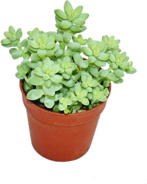 Exotenherz Affenschaukel Sedum Morganum Burritum Sukkulente im 5,5 cm Topf - Bild 1