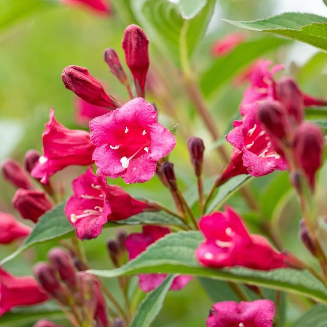 Weigelie Bristol Ruby in Rot - Bild 1