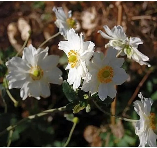 Herbstanemone Whirlwind Anemone japonica weiße Beetpflanze und Schnittblume - Bild 1