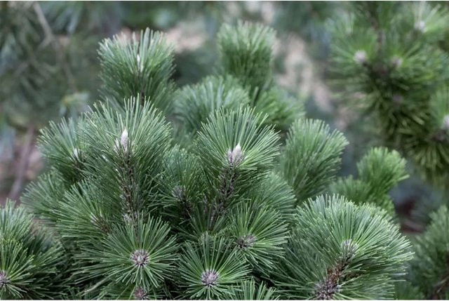Schwarzkiefer Pinus Nigra Select als Nadelbaum für deinen Garten, 25–30 cm - Bild 1