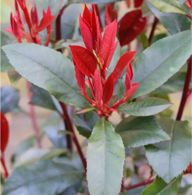 Glanzmispel Camilvy Photinia fraseri Heckenpflanze Strauch Höhe: 60-80 cm - Bild 1