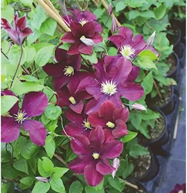 Clematis Waldrebe Warszawska Nike purpurrot als mehrjährige Kletterpflanze für deinen Garten - Bild 1