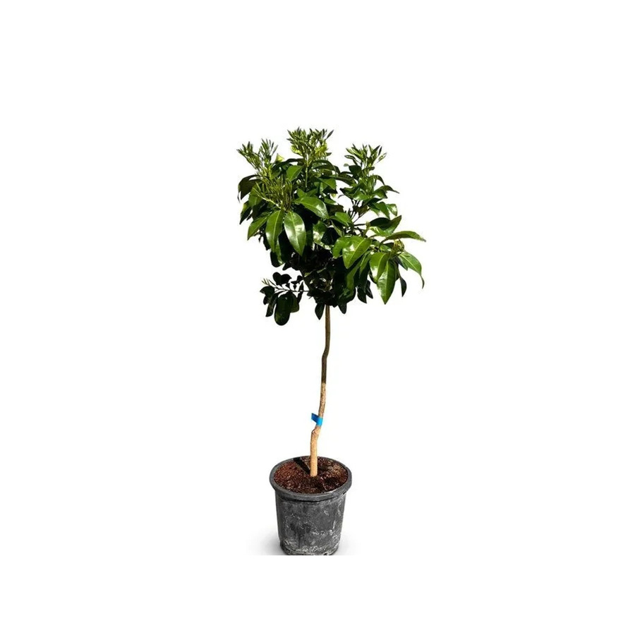Sunny-Tree Grapefruit Citrus Paradisi Zitrusbaum als Obstbaum mit einer Höhe von 150 cm - Bild 2
