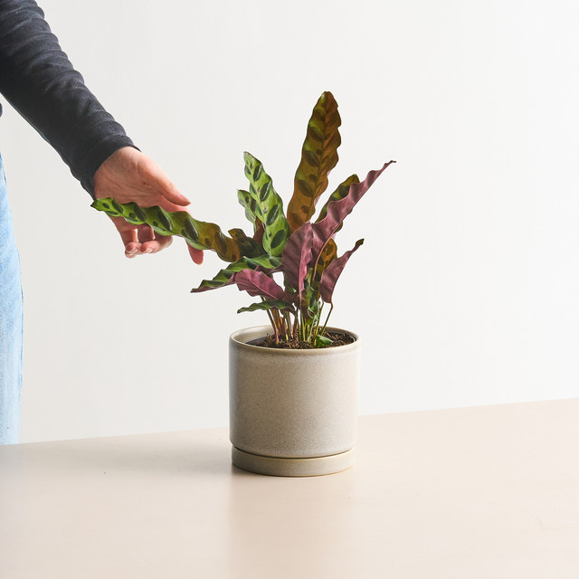 Calathea Insigne Zimmerpflanze von BLUME2000 in Grün, Rot und Weiß - Bild 1