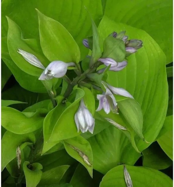 Hosta cultorum Funkie Sum and Substance - Große grüne Funkien-Pflanze im Topf - Bild 1