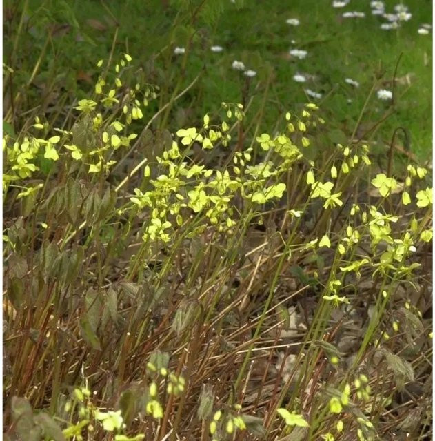 Epimedium pinnatum Schwarzmeer-Elfenblume von Nr-01.de als winterharte Gartenstaude - Bild 1