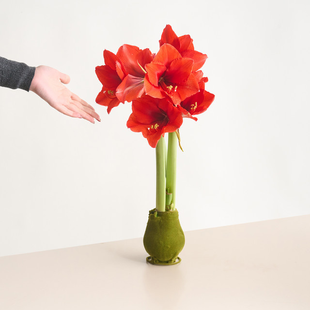Amaryllis in Wachs von Blume2000 in Grün mit Samtoptik für die Tischdekoration - Bild 1