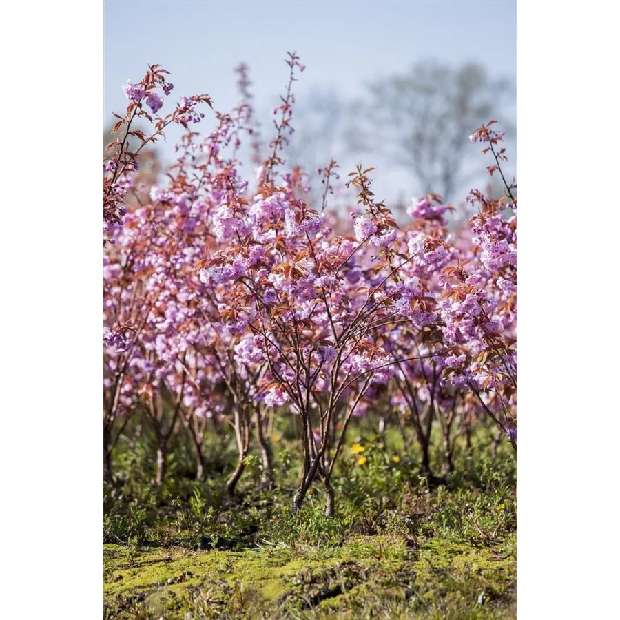 Japanische Blütenkirsche Prunus Serrulata Kanzan in Rosa von Pflanzen für dich, Höhe: 40–60 cm - Bild 2
