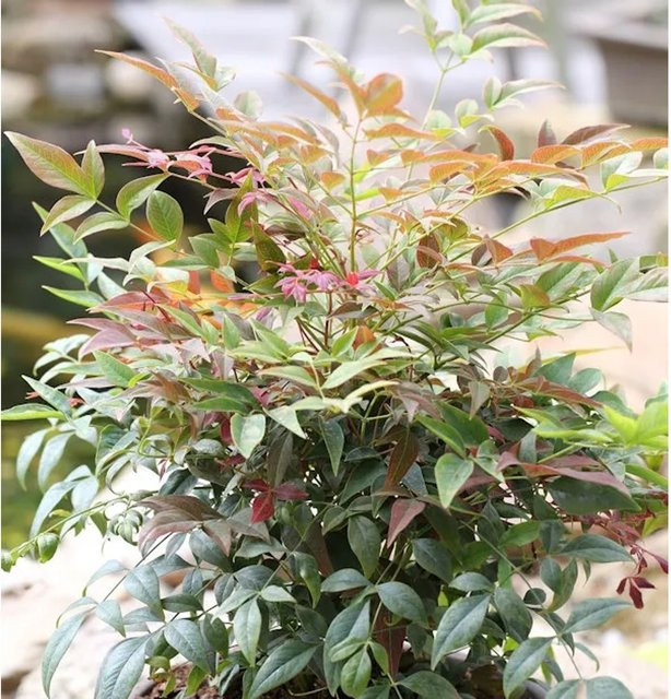 Himmelsbambus Obsessed Nandina domestica Strauch in Rot, Grün und Violett, Höhe: 30-40 cm - Bild 1